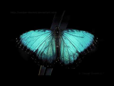 Музыка Мэвл - Ночная Бабочка