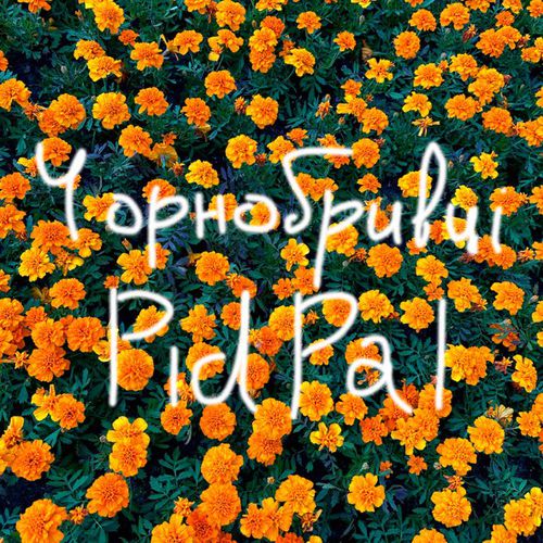 Музыка Pidpal - Чорнобривці