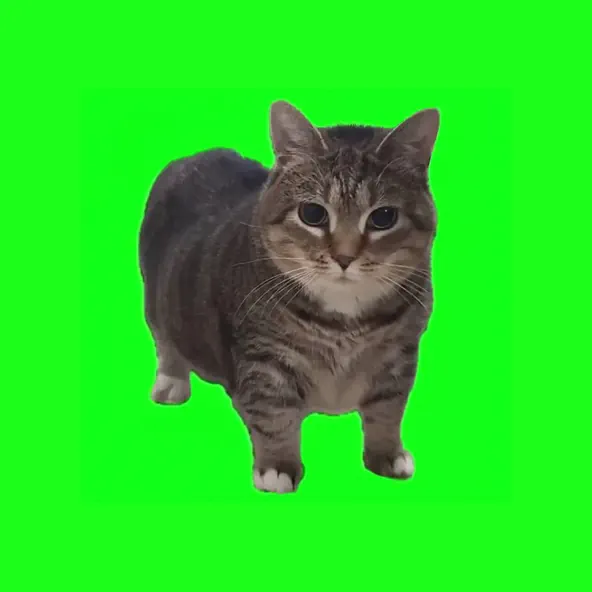 Музыка W&W - Oiia Oiia (Spinning Cat)