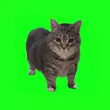 Музыка W&W - Oiia Oiia (Spinning Cat)