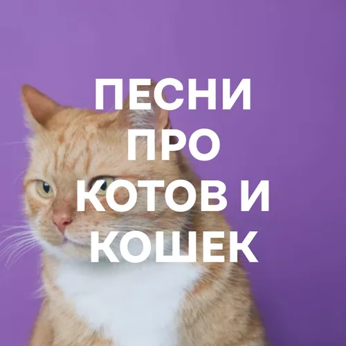 Подборка Песни про котов и кошек