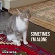 Музыка The Kiffness - Sometimes I'm Alone (Lonely Cat)